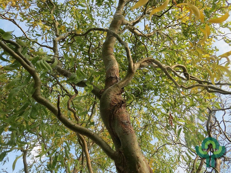 Salix babylonica 'Tortuosa'