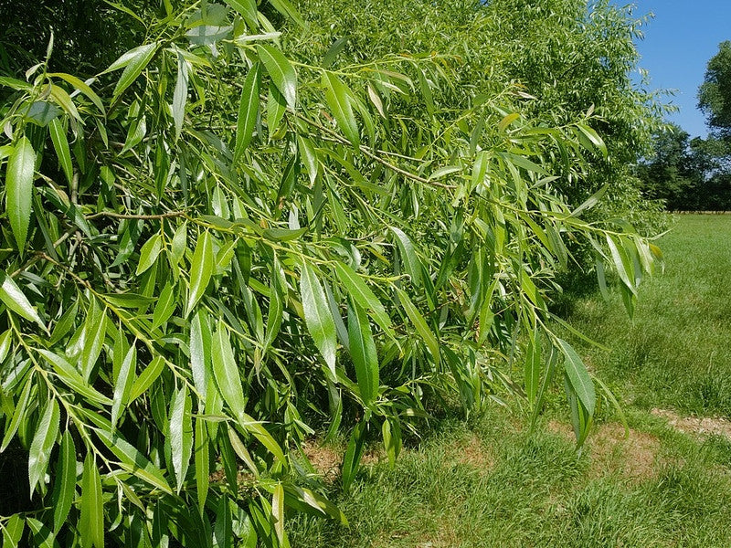 Wilg (Salix fragilis)