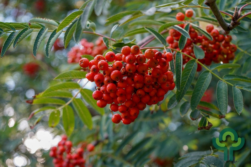Sorbus aucuparia