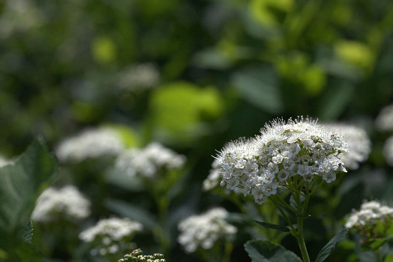 Spiraea betulifolia 'Tor'