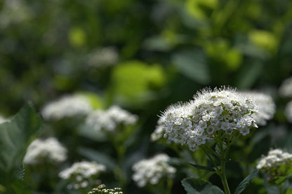 Spiraea betulifolia 'Tor'