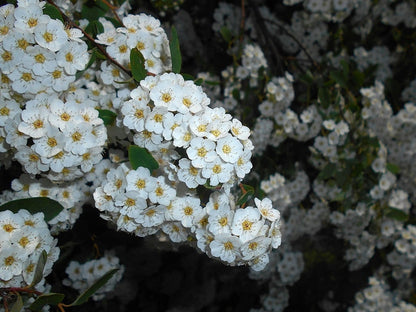 Spiraea vanhouttei