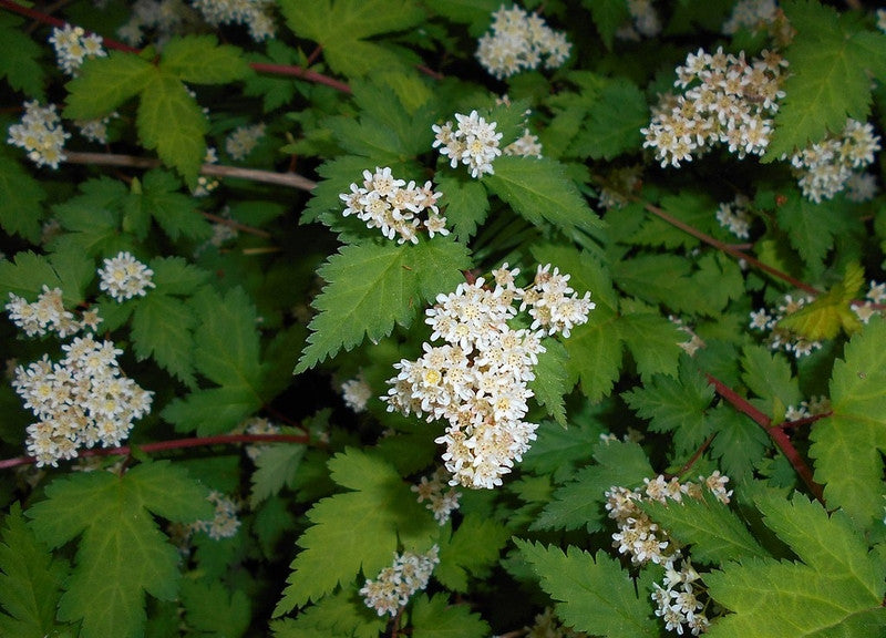 Stephanandra incisa 'Crispa'