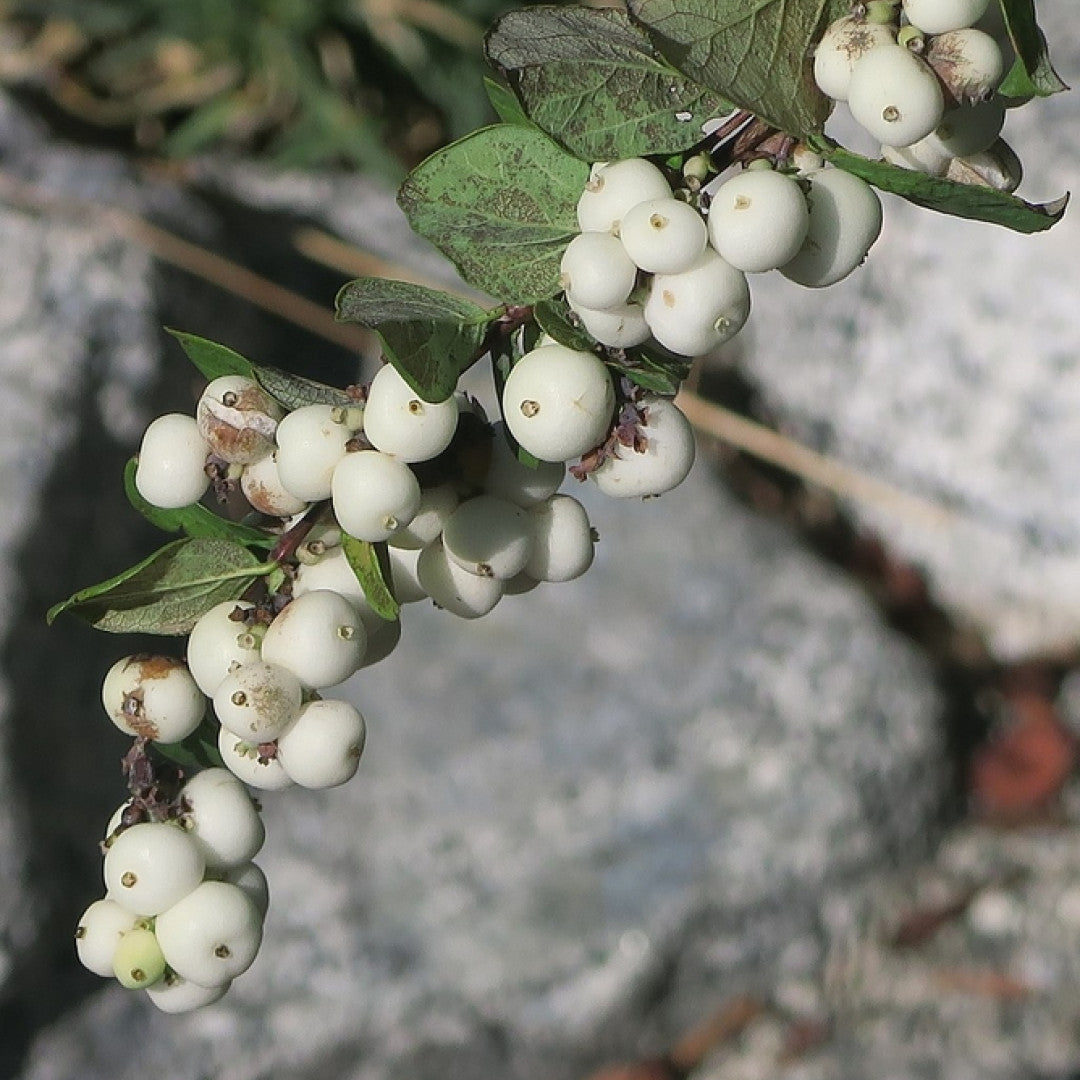 Symphoricarpos albus laevigatus