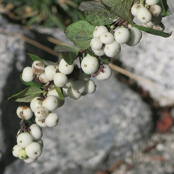 Symphoricarpos albus laevigatus