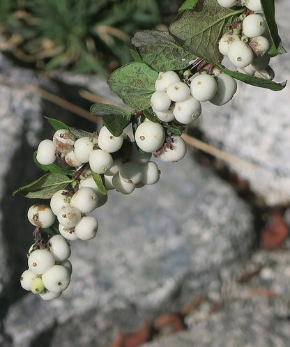 Symphoricarpos albus laevigatus
