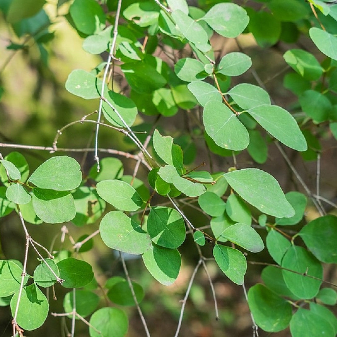 Symphoricarpos albus laevigatus