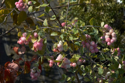 Symphoricarpos doorenbosii 'Mother of Pearl'