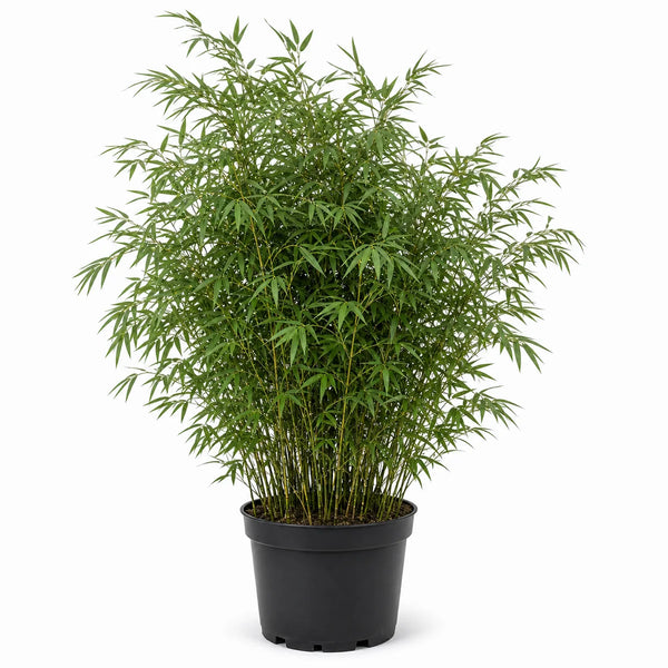 Bamboe (Fargesia) 'Green Lion' ®