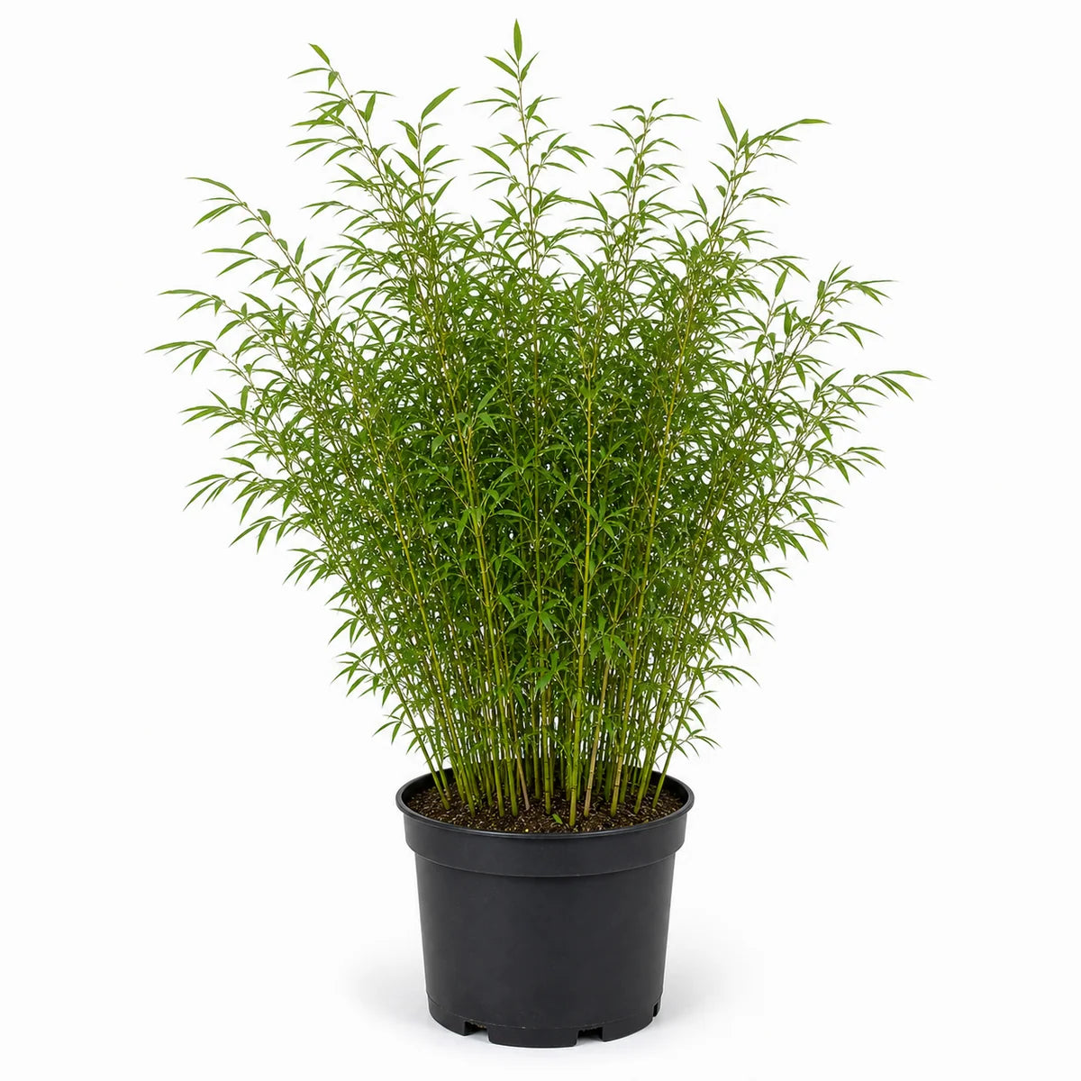 Bamboe (Fargesia) 'Malachite Monkeys' ®