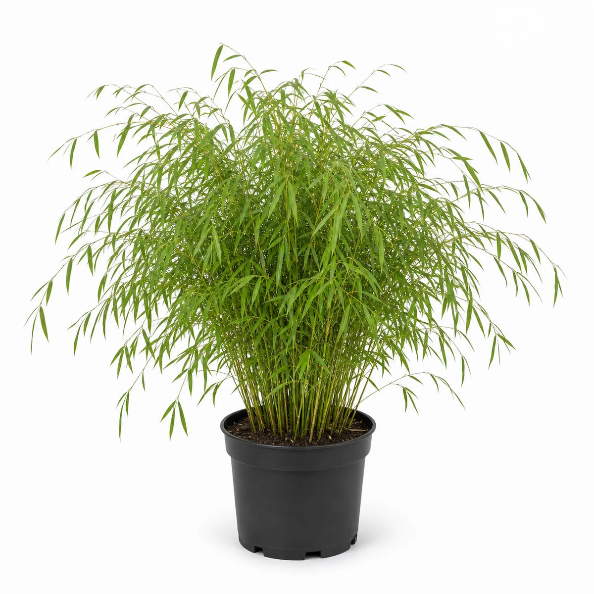 Bamboe (Fargesia) 'Moontears' ®