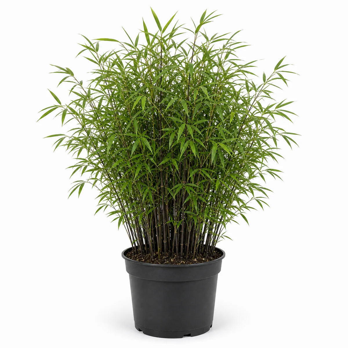 Bamboe (Fargesia nitida) 'Black Pearl'