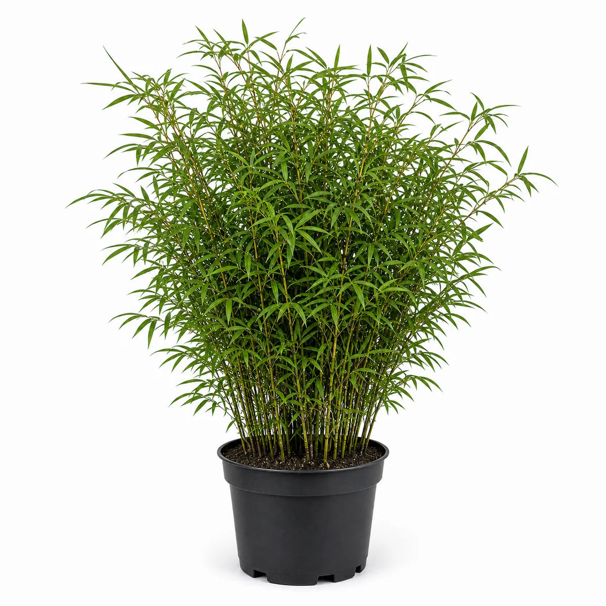 Bamboe (Fargesia nitida) 'Volcano'