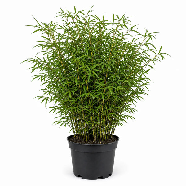 Bamboe (Fargesia nitida) 'Volcano'