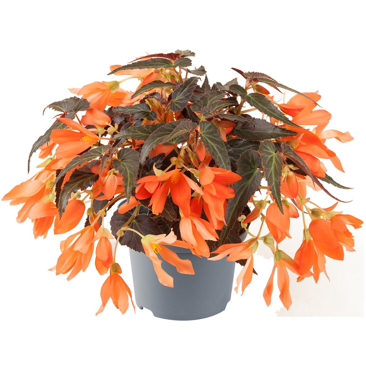 Begonia boliviensis