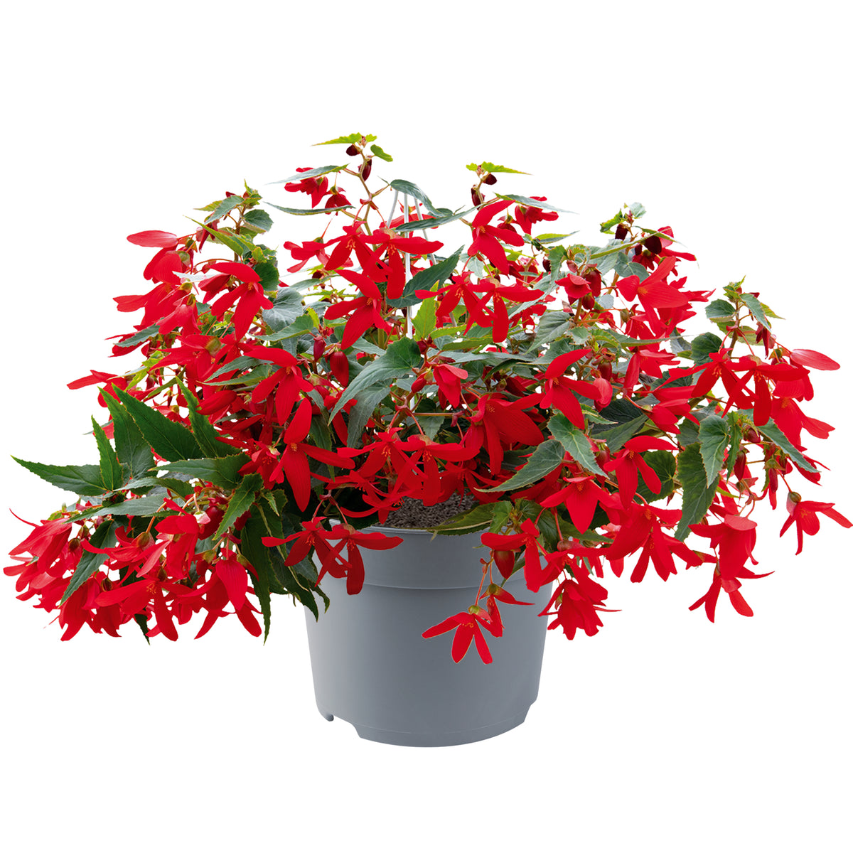 Begonia boliviensis