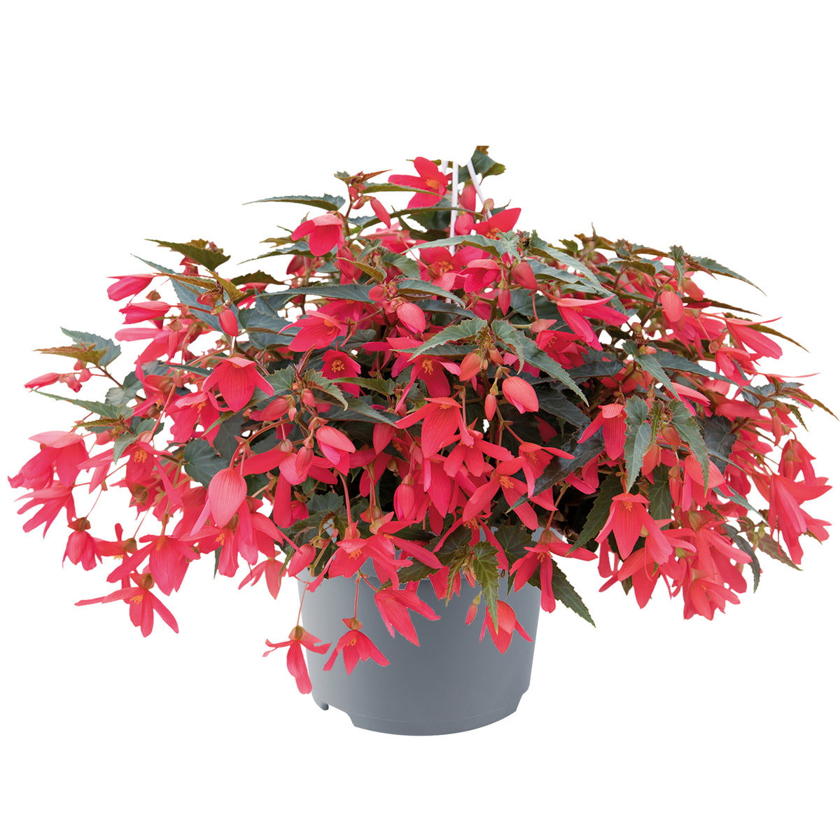 Begonia boliviensis