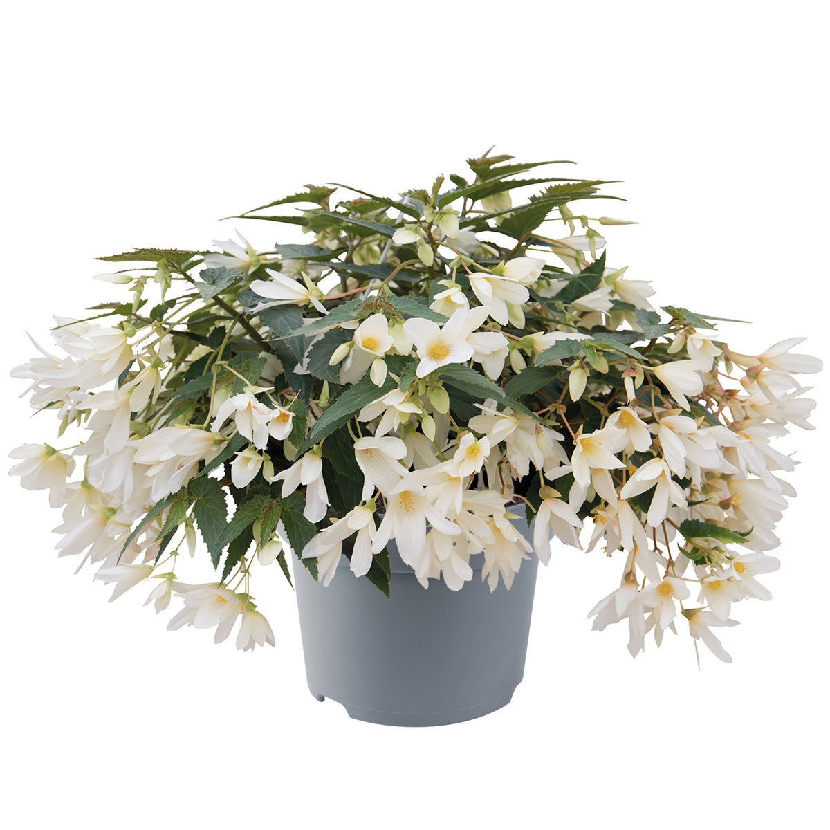 Begonia boliviensis