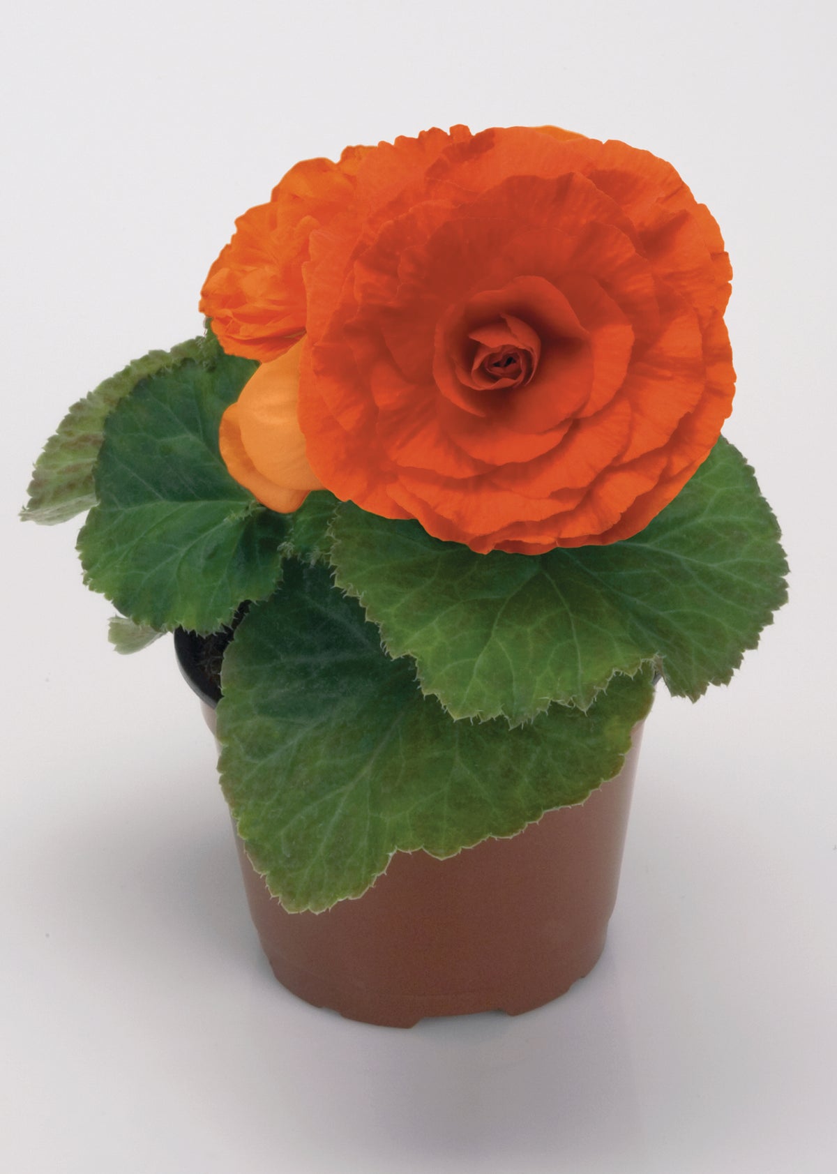 Knolbegonia (Begonia tuberhybrida)