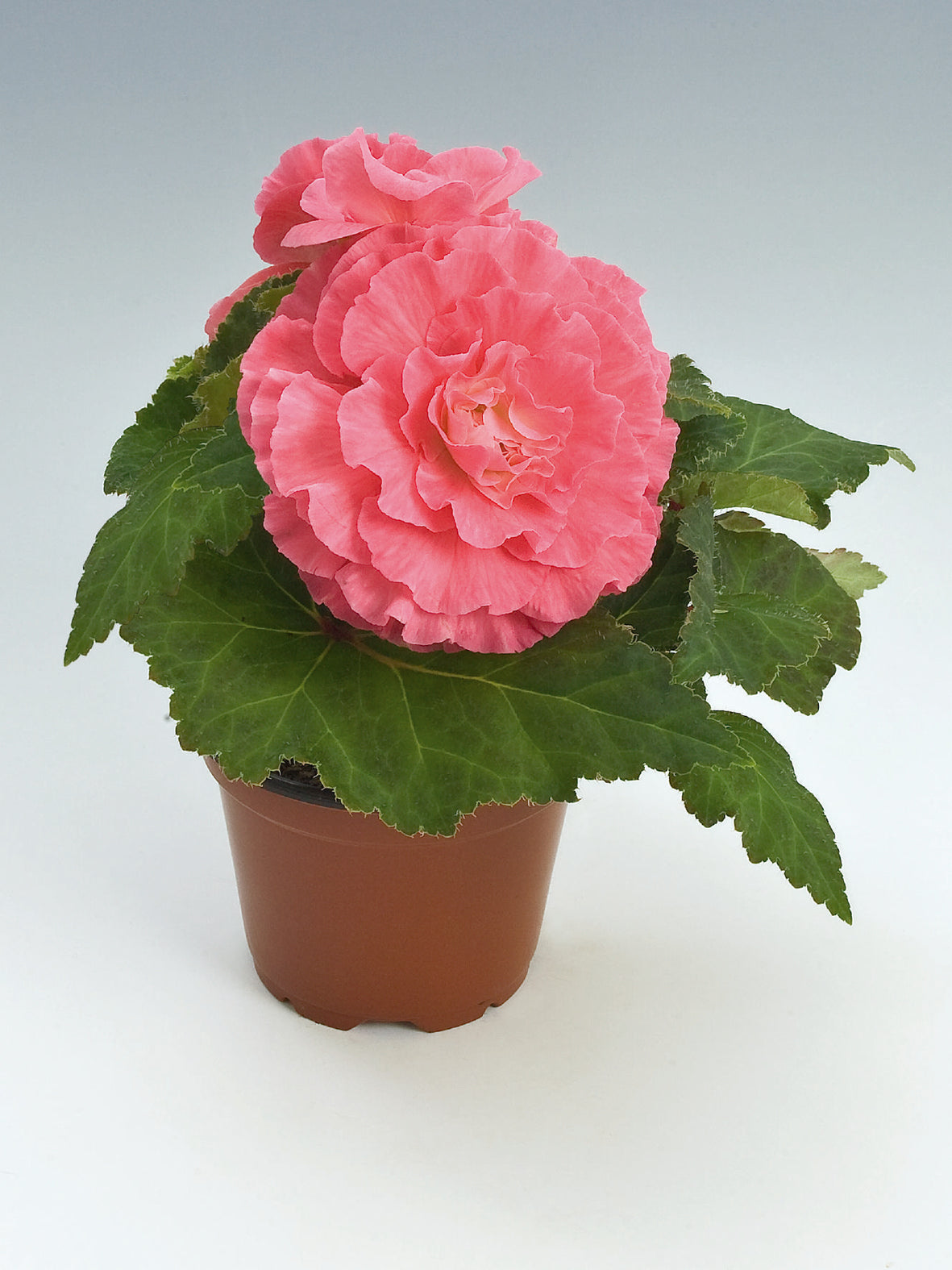 Knolbegonia (Begonia tuberhybrida)
