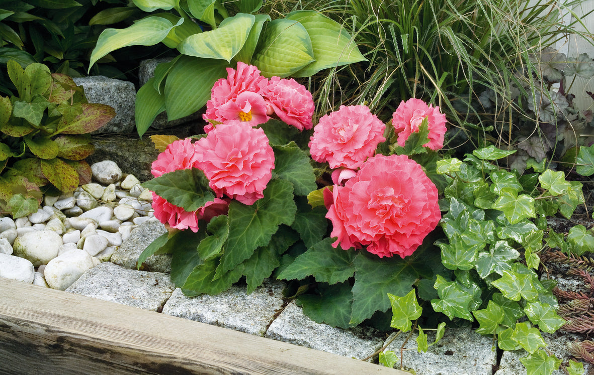Knolbegonia (Begonia tuberhybrida)