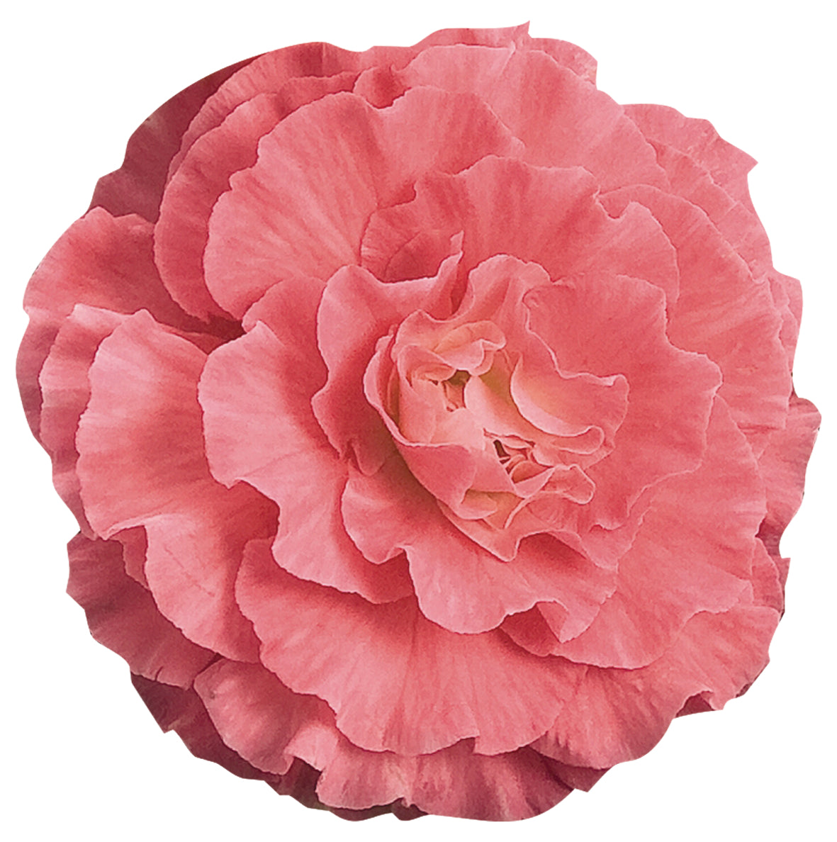 Knolbegonia (Begonia tuberhybrida)