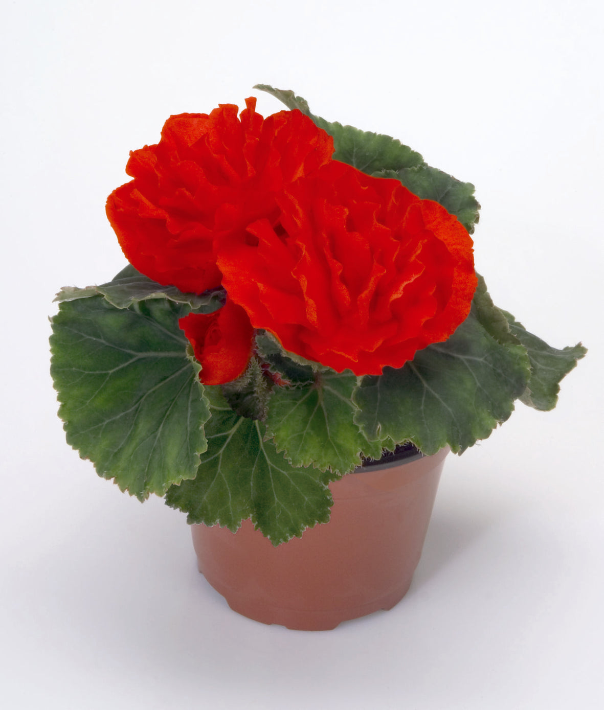 Knolbegonia (Begonia tuberhybrida)