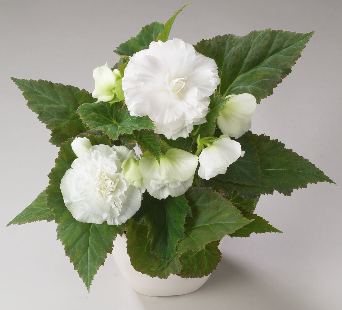 Knolbegonia (Begonia tuberhybrida)