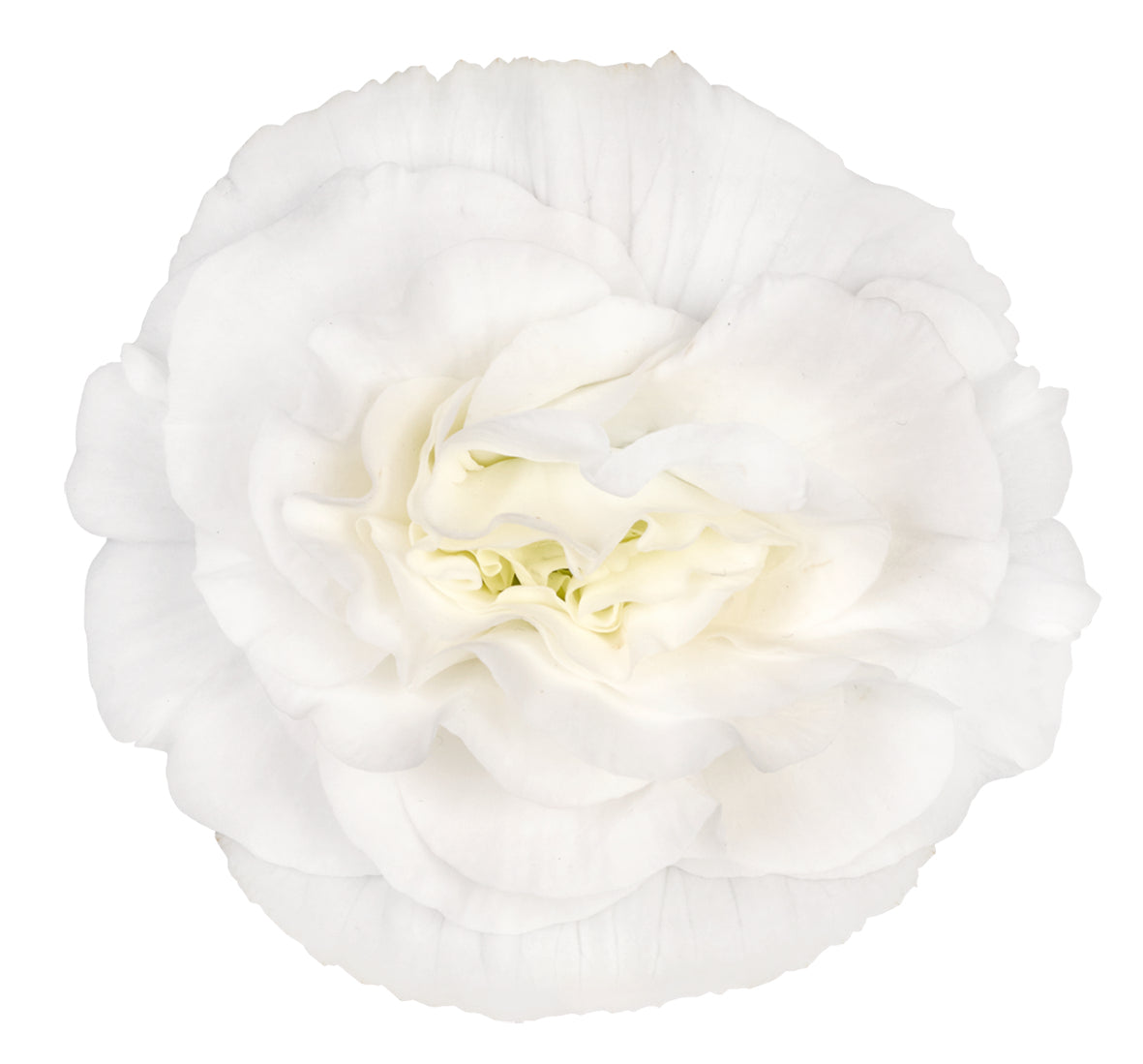 Knolbegonia (Begonia tuberhybrida)