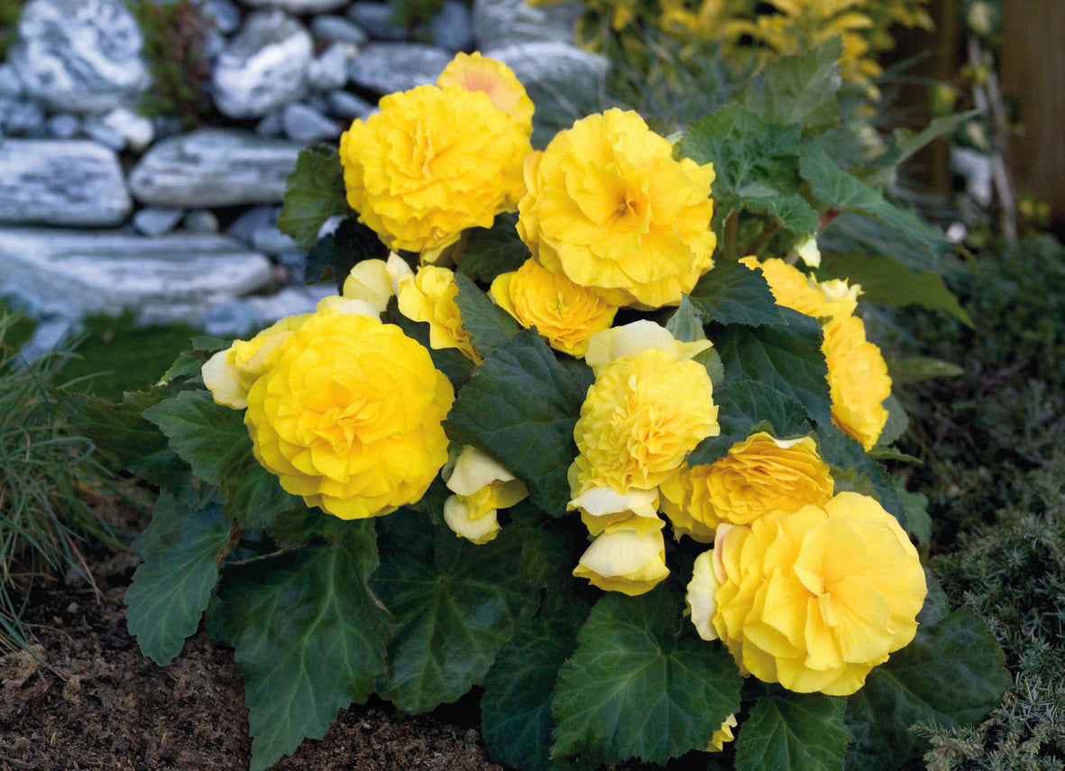 Knolbegonia (Begonia tuberhybrida)