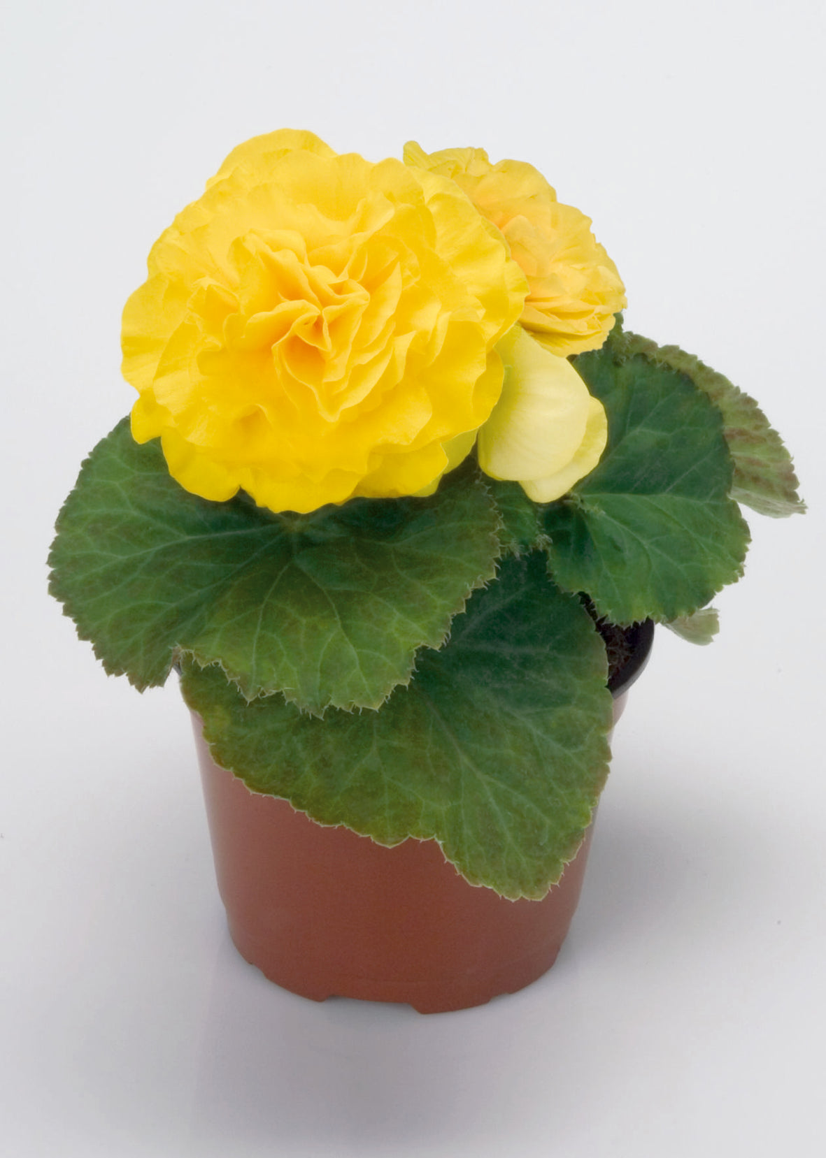 Knolbegonia (Begonia tuberhybrida)