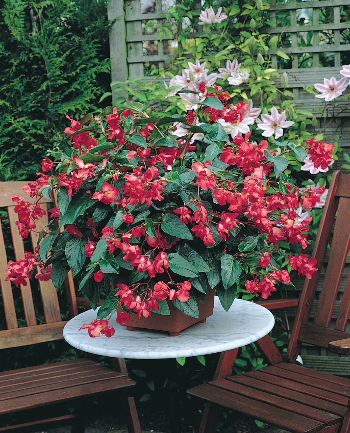 Tuinbegonia groot