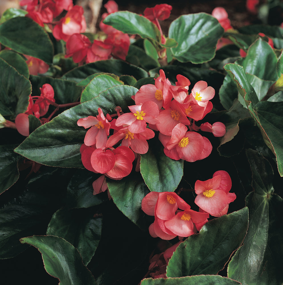 Tuinbegonia groot