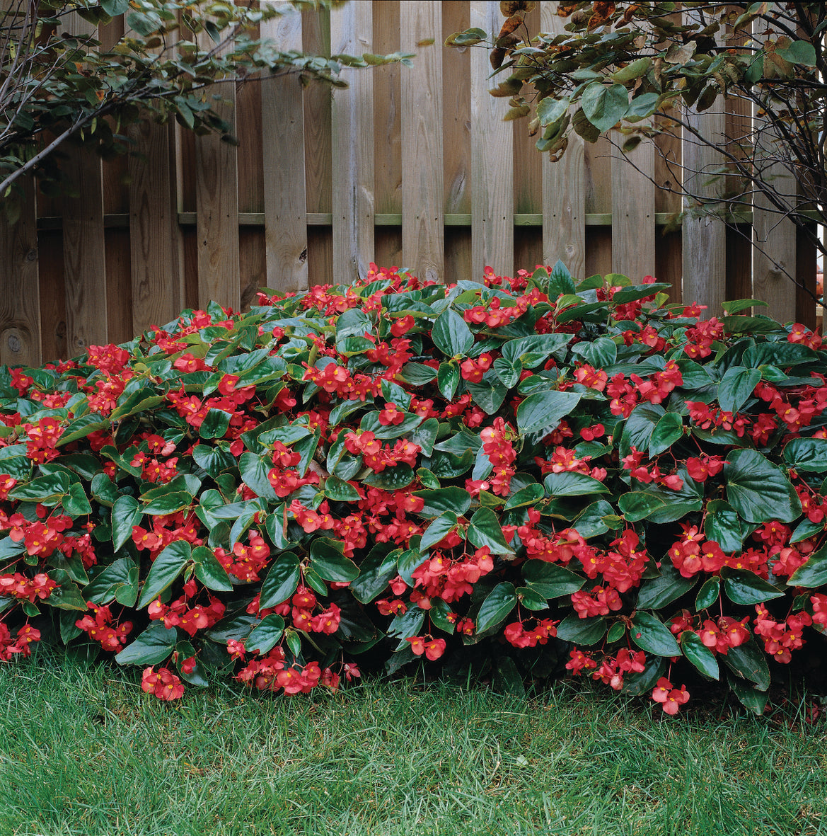 Tuinbegonia groot