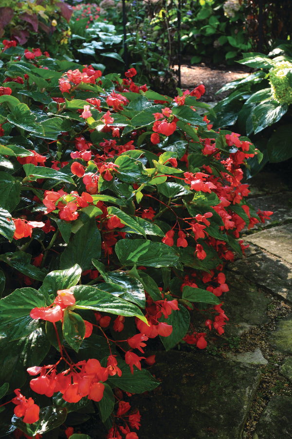 Gartenbegonie groß
