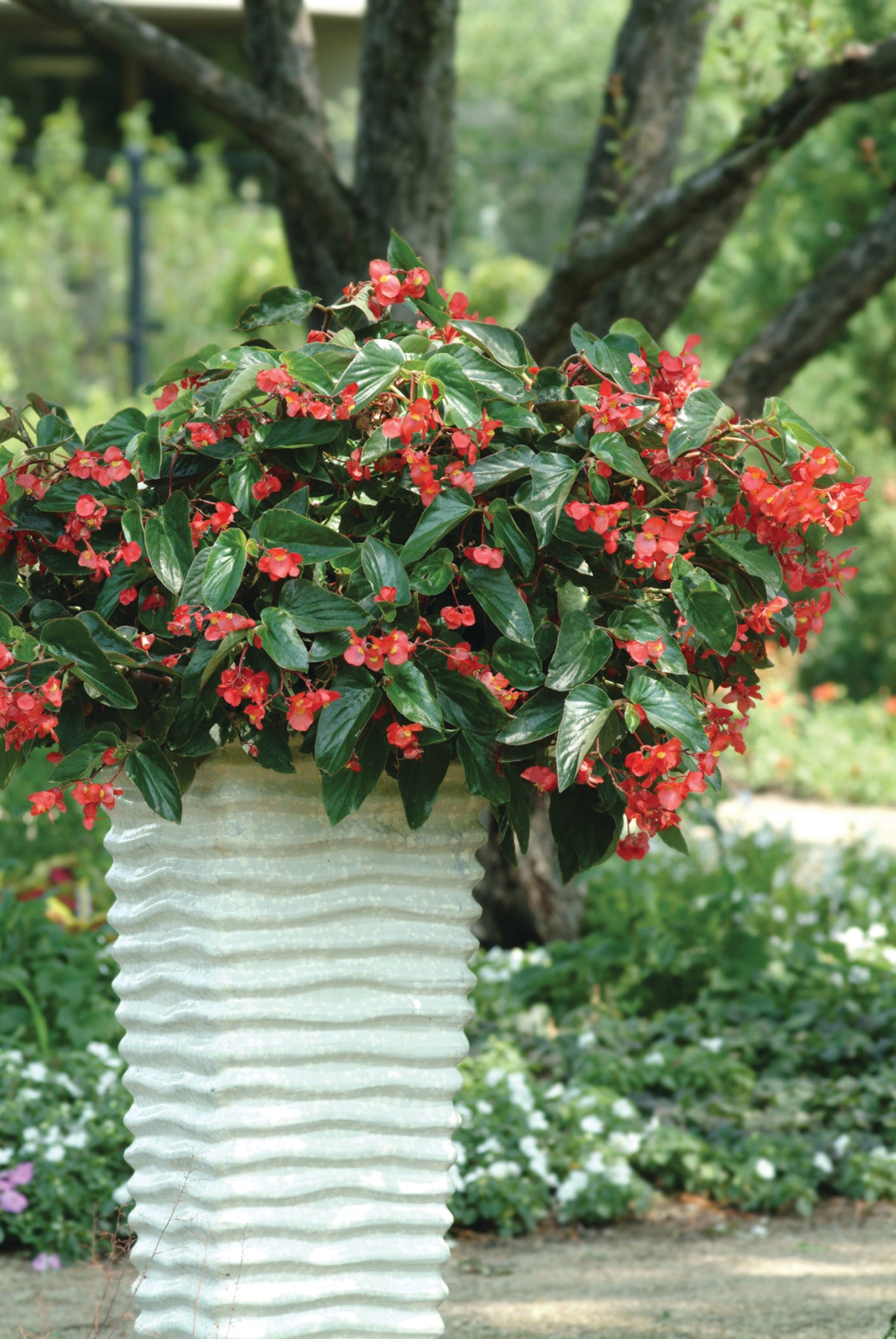 Tuinbegonia groot