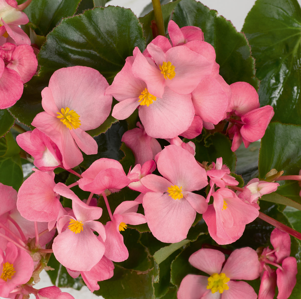 Tuinbegonia groot