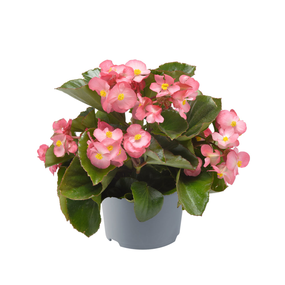 Tuinbegonia groot
