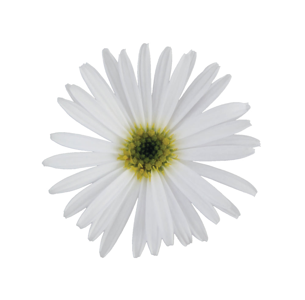 Australisch madeliefje (Brachyscome) 'Delight'