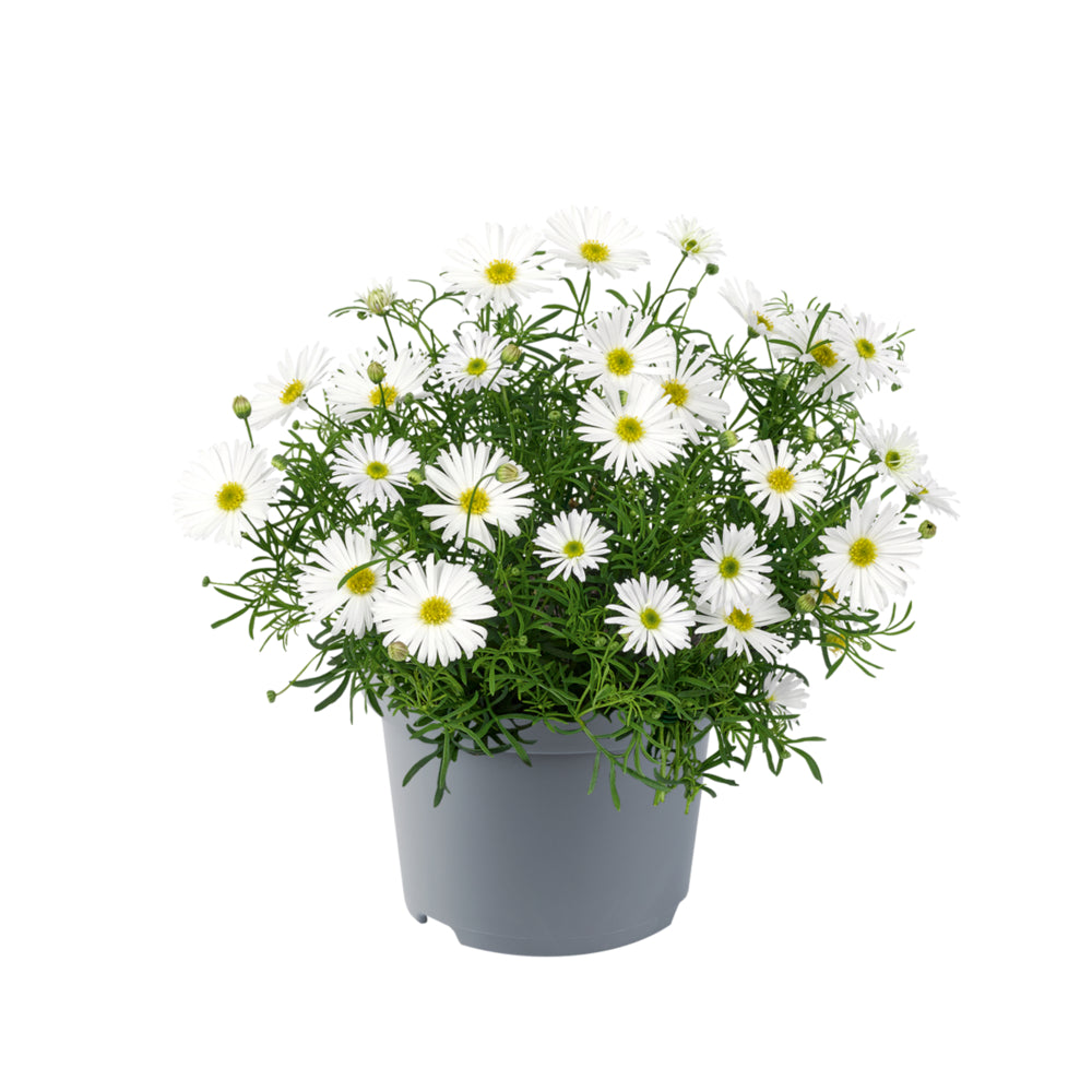 Australisch madeliefje (Brachyscome) 'Delight'