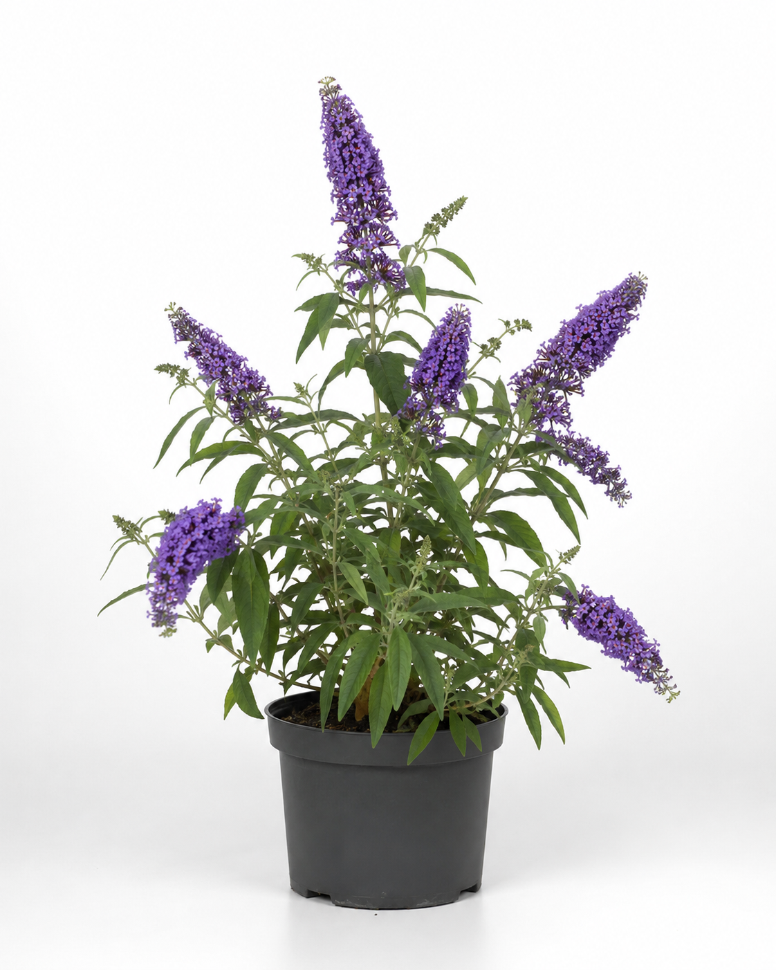 Vlinderstruik (Buddleja) 'Blue Chip'
