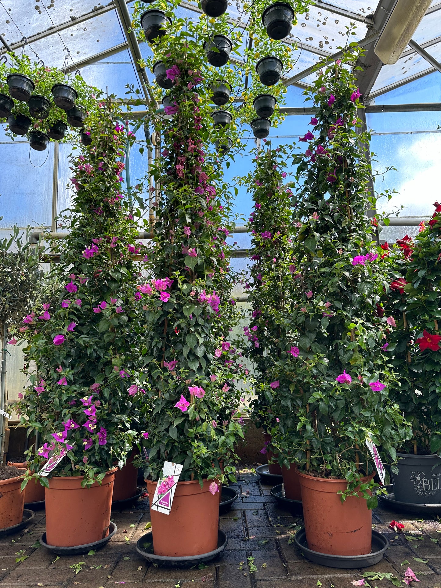 Bougainvillea 165-175cm