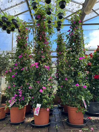 Bougainvillea XXL piramide