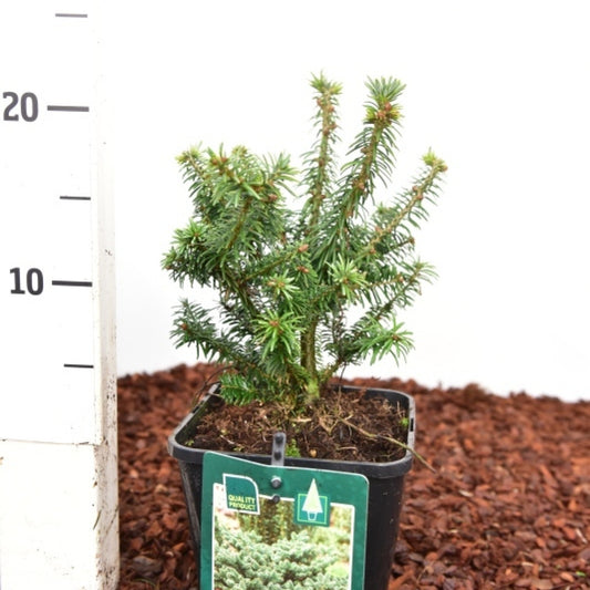 Balsemspar (Abies balsamea) 'Nana'