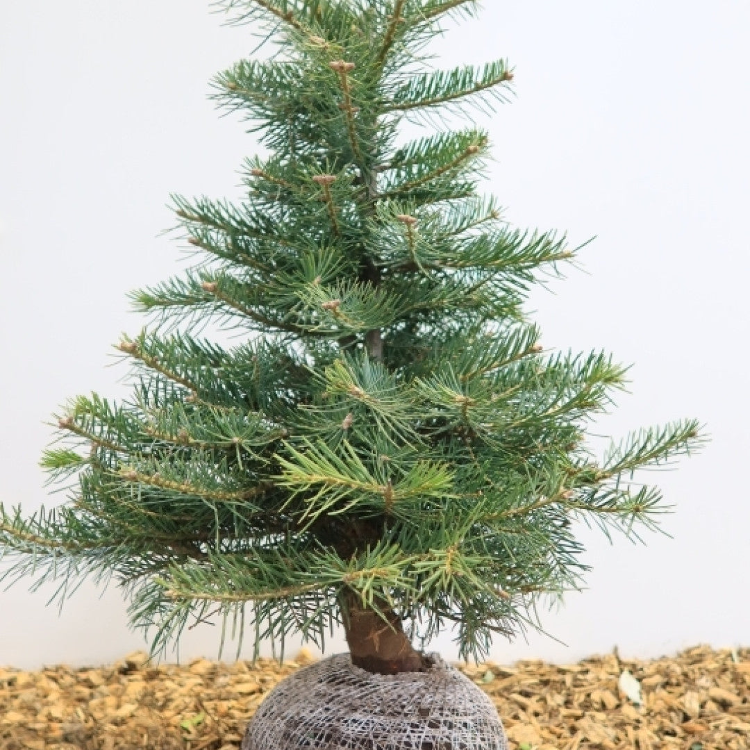 Coloradospar (Abies concolor)