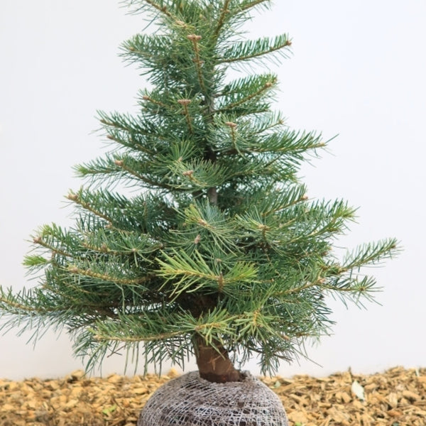 Coloradospar (Abies concolor)