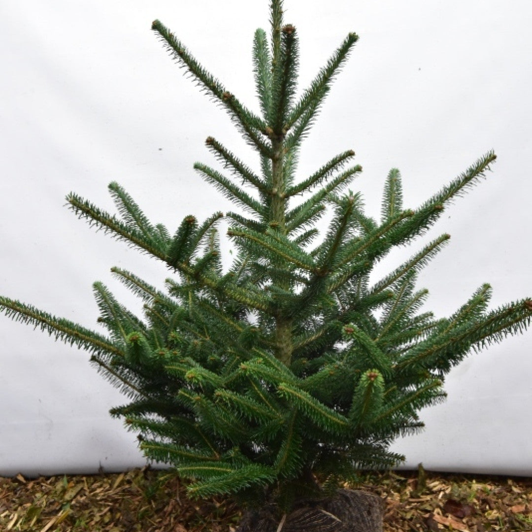 Fraserspar (Abies fraseri)