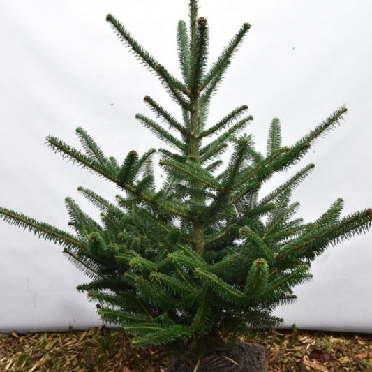 Fraserspar (Abies fraseri)