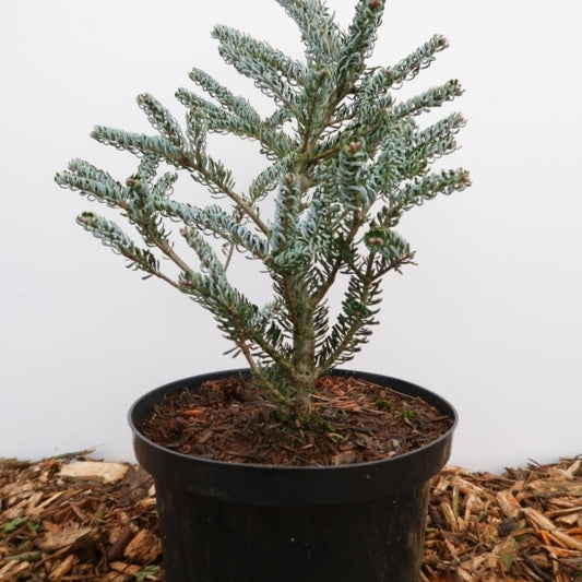 Koreaanse zilverspar (Abies koreana) 'Silberlocke'