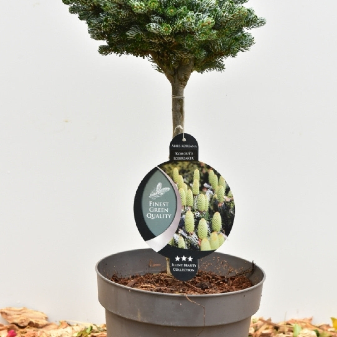 Koreaanse zilverspar (Abies koreana) 'Kohout's Icebreaker'